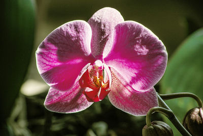 Close-up of pink rose flower