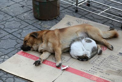 High angle view of dog sleeping on floor