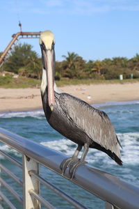 View of bird on railing against sea