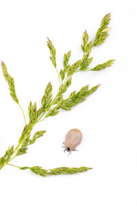 Close-up of crab on plant against white background