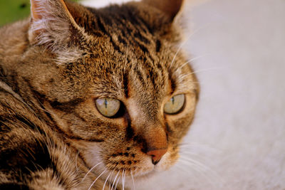 Close-up portrait of a cat