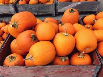 Stack of pumpkins for sale