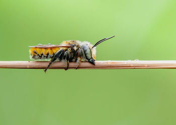 Close-up of insect