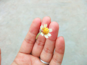 Close-up of hand holding flower