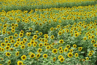 Full frame shot of yellow flowers