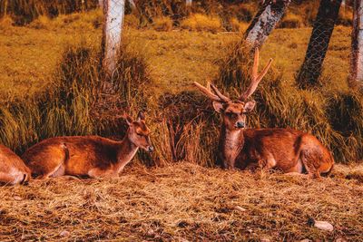 Deer in a forest