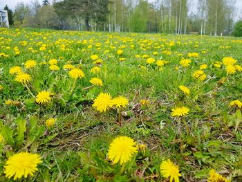 Yellow flowering plants on field