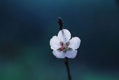 Close-up of flower against sky