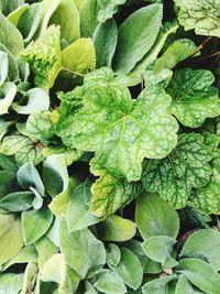 Full frame shot of green leaves