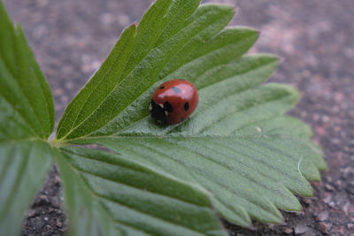 Close-up of ladybug on leaf