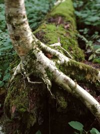 Close-up of tree trunk