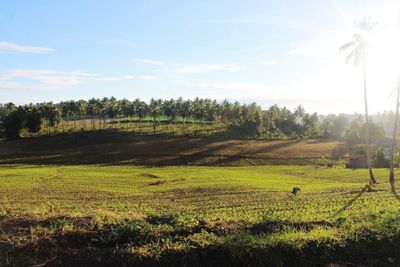 Scenic view of grassy field against sky