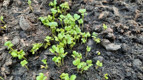 High angle view of plants growing on field