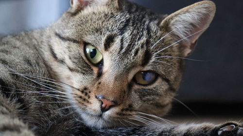 Close-up portrait of a cat