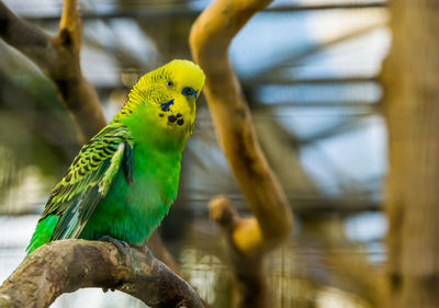 Close-up of parrot perching on branch