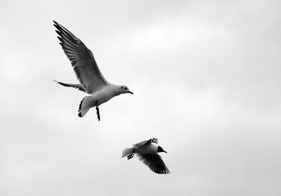 Low angle view of seagulls flying