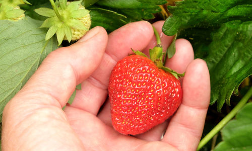 Close-up of hand holding strawberries