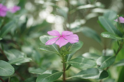 Close-up of pink flowering plant