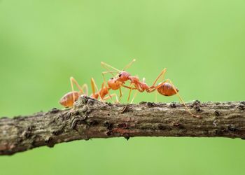 Close-up of fire ants on twig