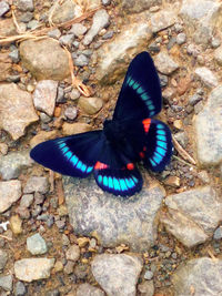 Close-up of peacock on rock