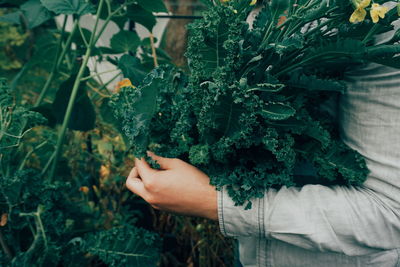 Midsection of person holding kale in garden