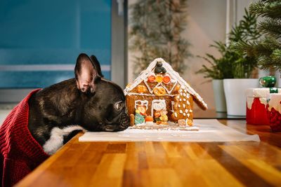 View of a french bulldog dog with gingerbread house on kitchen counter at home