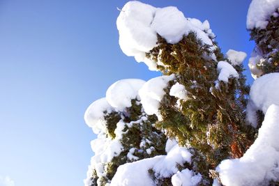 Low angle view of snow tree against sky