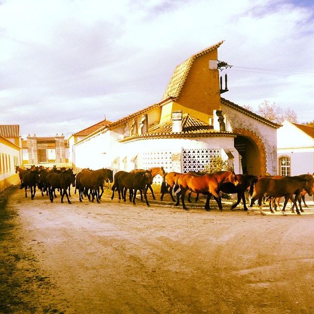 animal themes, domestic animals, livestock, architecture, horse, building exterior, mammal, built structure, sky, cow, working animal, cloud - sky, herbivorous, cloud, house, medium group of animals, outdoors, domestic cattle, day