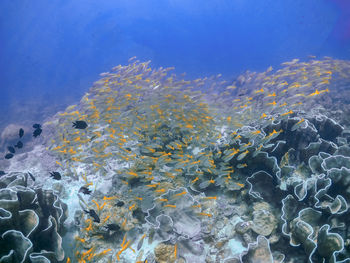 A large school of yellowtail snapper in el nido, palawan