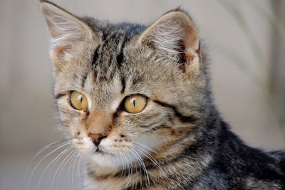 Close-up portrait of cat