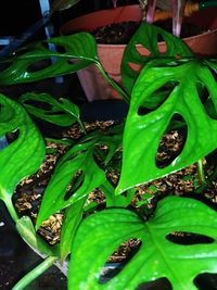 High angle view of potted plant