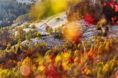 Autumn trees in forest