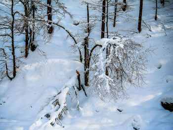 Snow covered trees on field during winter