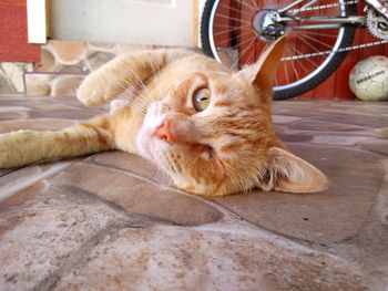 Close-up of a cat resting on tiled floor