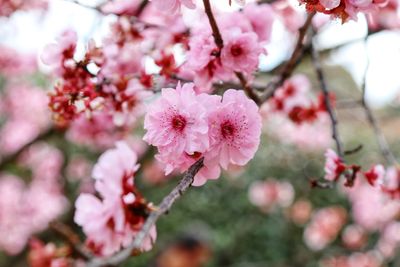 Close-up of pink flowers blooming on tree