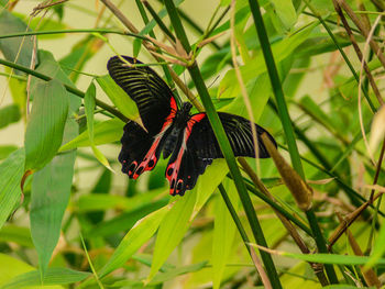 Close-up of butterfly perching on plant