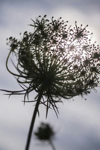 Low angle view of plant against sky