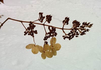 Close-up of leaves on twig