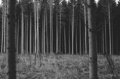 Trees in forest