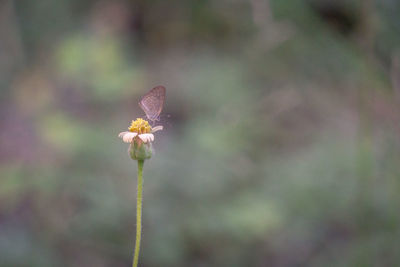 Close-up of butterfly on flower bud