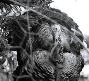 Close-up of bird on tree