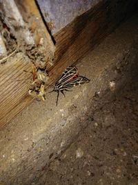 High angle view of insect on wood