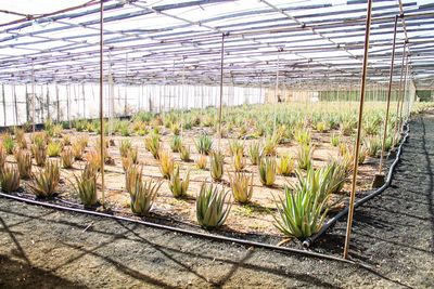 Plants growing in greenhouse