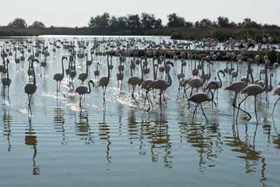 Flock of birds in lake