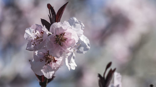 Close-up of cherry blossom