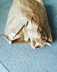 High angle view of cat