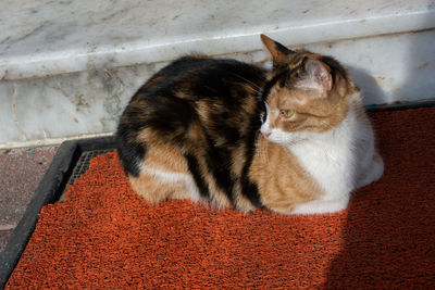 Close-up of cat sitting outdoors