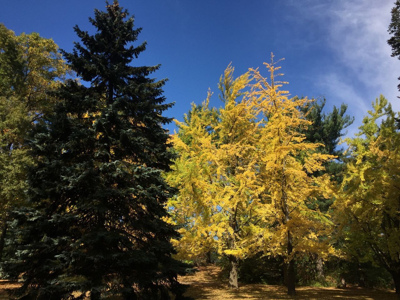 tree, low angle view, growth, sky, blue, nature, clear sky, tranquility, branch, beauty in nature, sunlight, autumn, day, outdoors, no people, green color, built structure, building exterior, change, yellow