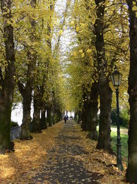 Walkway walking amidst trees