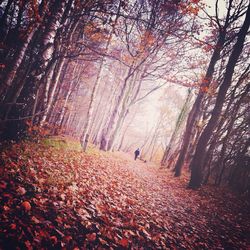 Trees in forest